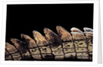 Gavialis gangeticus (gharial) - tail by Anonymous