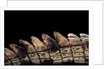 Gavialis gangeticus (gharial) - tail by Anonymous