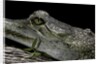 Gavialis gangeticus (gharial) by Anonymous