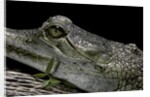 Gavialis gangeticus (gharial) by Anonymous