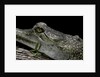 Gavialis gangeticus (gharial) by Anonymous