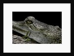 Gavialis gangeticus (gharial) by Anonymous