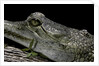 Gavialis gangeticus (gharial) by Anonymous