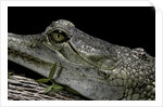 Gavialis gangeticus (gharial) by Anonymous