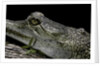 Gavialis gangeticus (gharial) by Anonymous