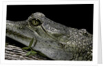 Gavialis gangeticus (gharial) by Anonymous