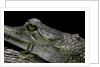 Gavialis gangeticus (gharial) by Anonymous