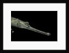 Gavialis gangeticus (gharial) by Anonymous