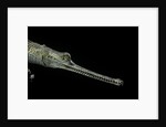 Gavialis gangeticus (gharial) by Anonymous