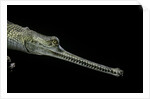 Gavialis gangeticus (gharial) by Anonymous
