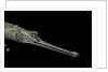Gavialis gangeticus (gharial) by Anonymous