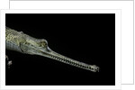Gavialis gangeticus (gharial) by Anonymous