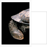 Acanthochelys spixii (black spine-necked swamp turtle) by Anonymous