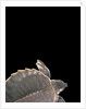 Carettochelys insculpta (pig-nosed turtle) by Anonymous