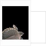 Carettochelys insculpta (pig-nosed turtle) by Anonymous