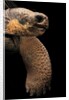 Chelonoidis nigra (Charles Island giant tortoise) by Anonymous