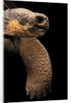 Chelonoidis nigra (Charles Island giant tortoise) by Anonymous