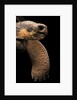 Chelonoidis nigra (Charles Island giant tortoise) by Anonymous