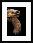 Chelonoidis nigra (Charles Island giant tortoise) by Anonymous