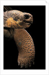 Chelonoidis nigra (Charles Island giant tortoise) by Anonymous
