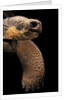 Chelonoidis nigra (Charles Island giant tortoise) by Anonymous
