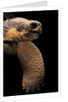 Chelonoidis nigra (Charles Island giant tortoise) by Anonymous