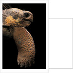 Chelonoidis nigra (Charles Island giant tortoise) by Anonymous