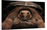 Chelonoidis nigra (Charles Island giant tortoise) by Anonymous