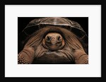 Chelonoidis nigra (Charles Island giant tortoise) by Anonymous