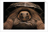 Chelonoidis nigra (Charles Island giant tortoise) by Anonymous