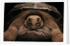 Chelonoidis nigra (Charles Island giant tortoise) by Anonymous