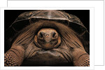 Chelonoidis nigra (Charles Island giant tortoise) by Anonymous