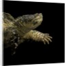 Chelydra serpentina (common snapping turtle) by Anonymous