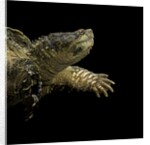 Chelydra serpentina (common snapping turtle) by Anonymous