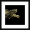 Chelydra serpentina (common snapping turtle) by Anonymous
