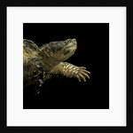 Chelydra serpentina (common snapping turtle) by Anonymous