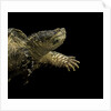 Chelydra serpentina (common snapping turtle) by Anonymous