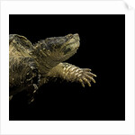 Chelydra serpentina (common snapping turtle) by Anonymous
