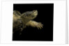 Chelydra serpentina (common snapping turtle) by Anonymous