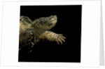 Chelydra serpentina (common snapping turtle) by Anonymous
