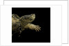 Chelydra serpentina (common snapping turtle) by Anonymous