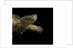 Chelydra serpentina (common snapping turtle) by Anonymous