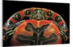 Chrysemys picta bellii (painted turtle) by Anonymous
