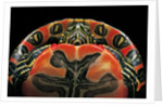 Chrysemys picta bellii (painted turtle) by Anonymous