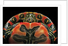 Chrysemys picta bellii (painted turtle) by Anonymous