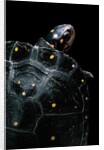 Clemmys guttata (spotted turtle) by Anonymous