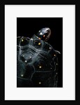 Clemmys guttata (spotted turtle) by Anonymous