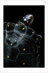 Clemmys guttata (spotted turtle) by Anonymous