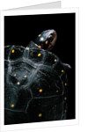 Clemmys guttata (spotted turtle) by Anonymous