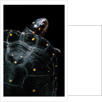 Clemmys guttata (spotted turtle) by Anonymous